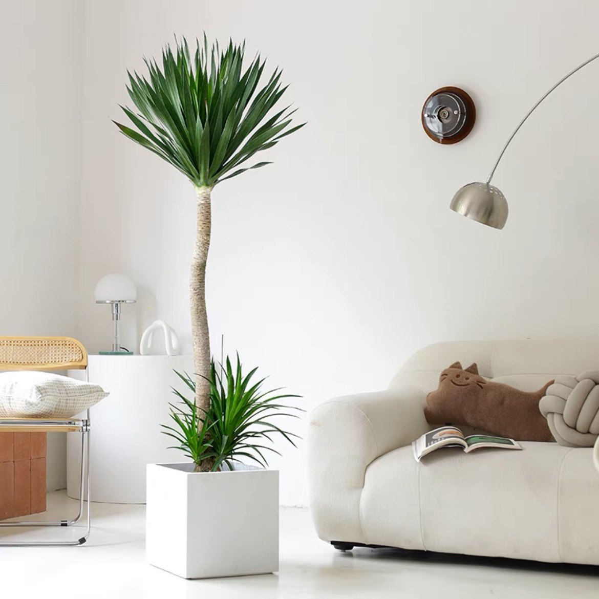 太空铁龙血树阳台观叶吸甲醛大型办公室内太空铁盆栽办公室植物