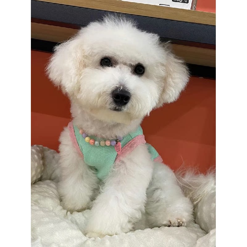 小狗狗衣服夏装薄款猫咪泰迪比熊柯基博美小型犬幼犬春天宠物背心