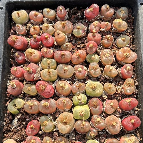 毛汉尼套餐肉锥新手好养新品大棵精品稀有多肉植物花卉一物一拍