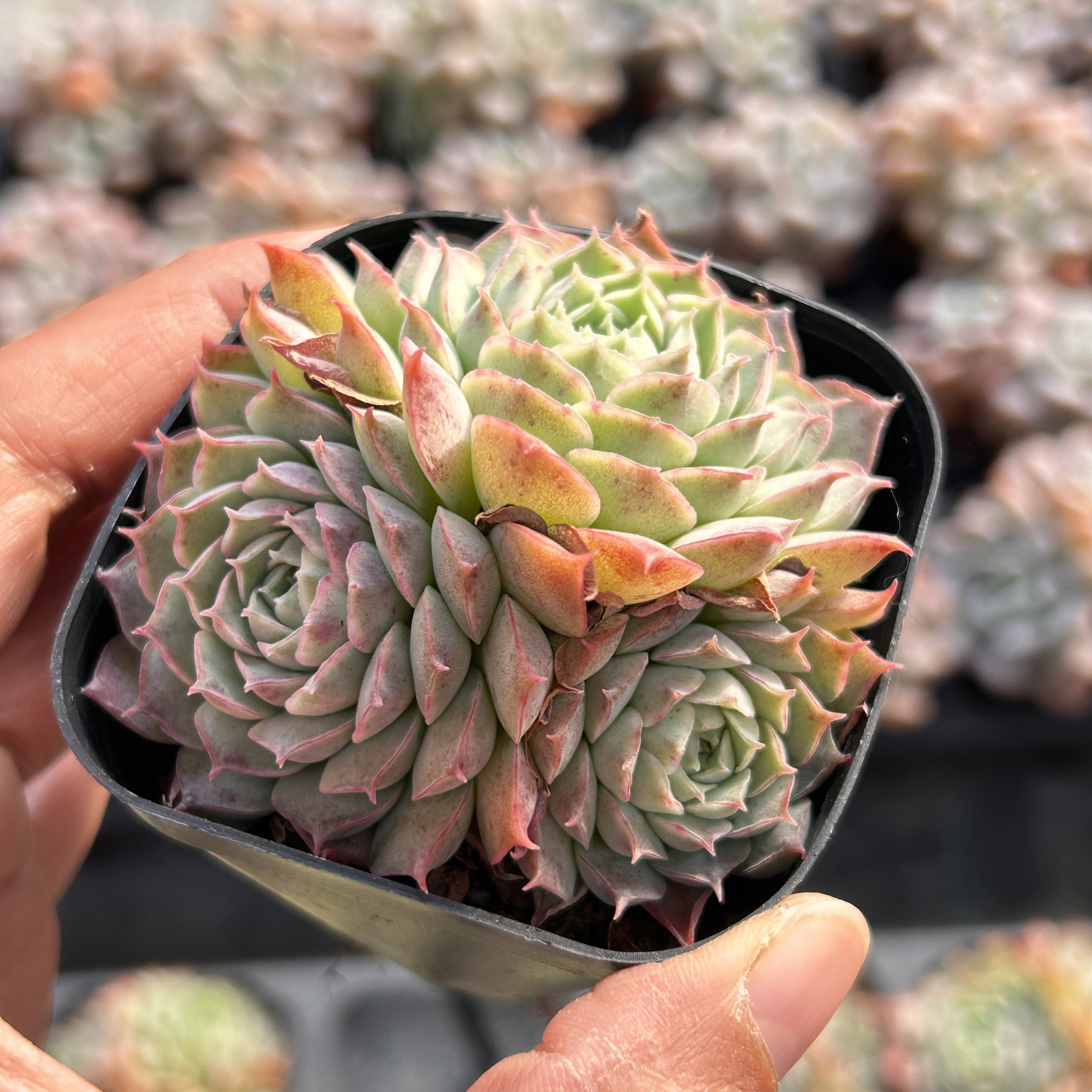 朱砂痣仙桃西府海棠新品多头大棵精品稀有多肉植物花卉一物一拍