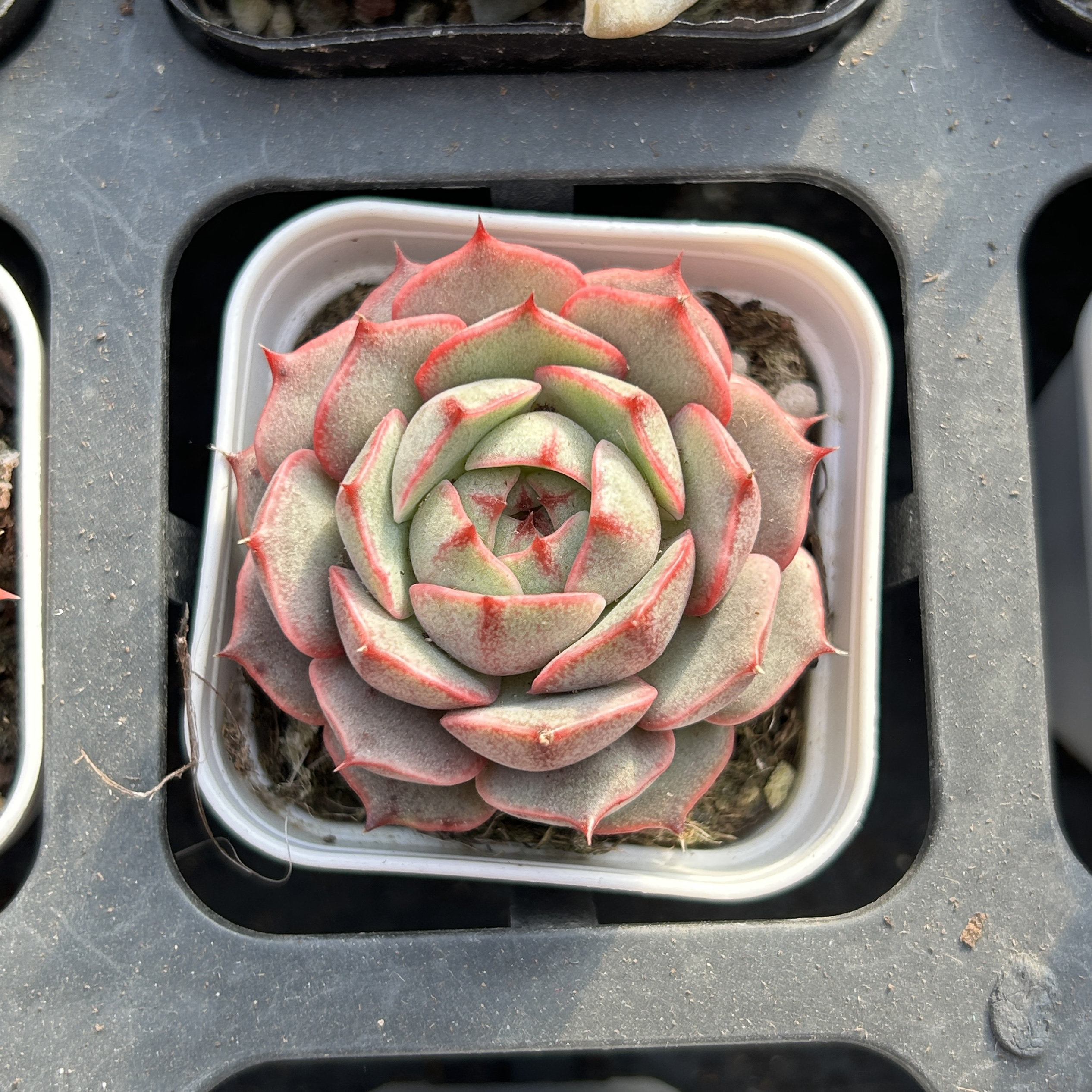 苯巴蒂斯新手好养新品多头大棵精品稀有多肉植物花卉一物一拍