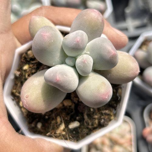 米可奶酪好养新品多头大棵精品稀有多肉植物花卉一物一拍