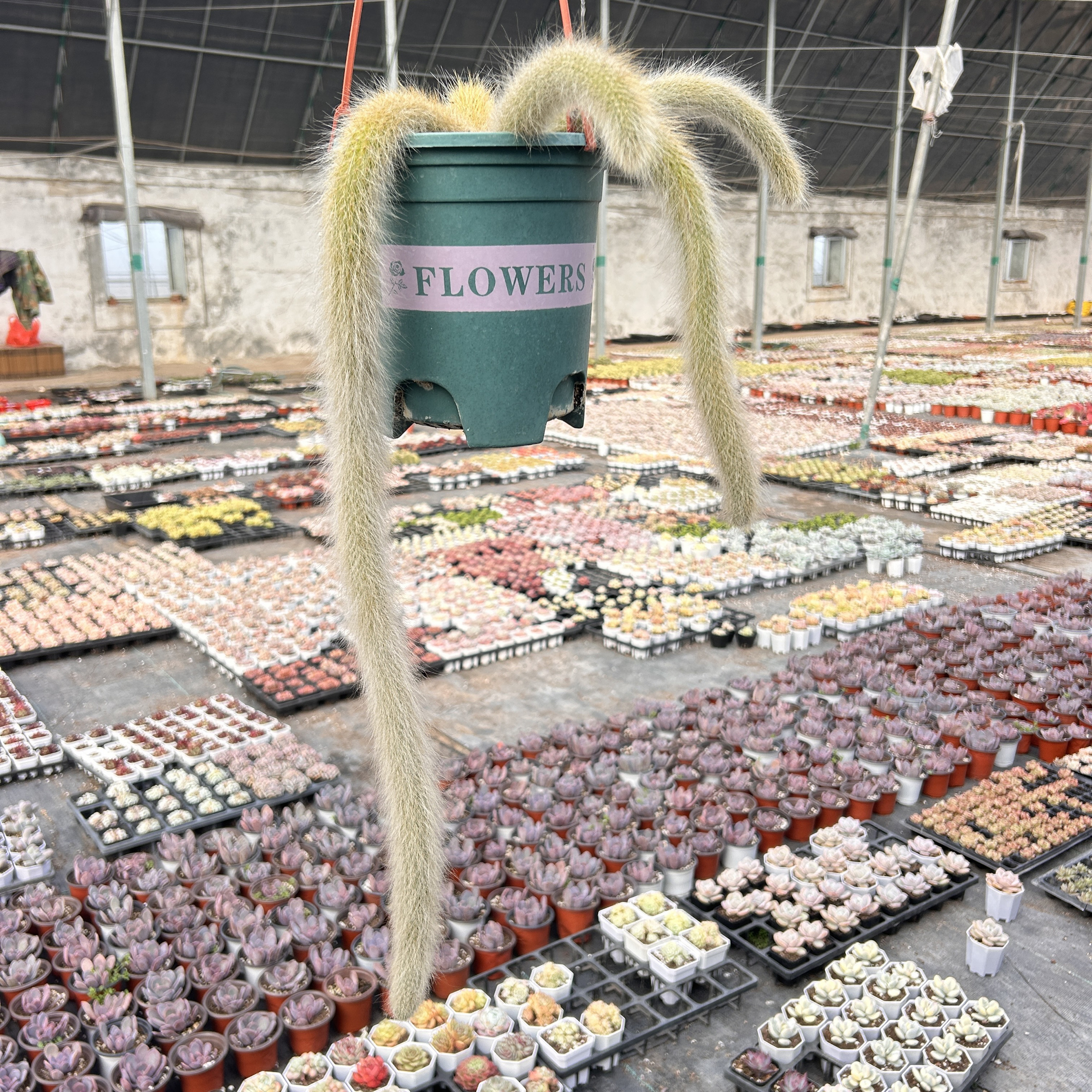 正版九尾狐新手好养新品多头大棵精品稀有多肉植物花卉一物一拍