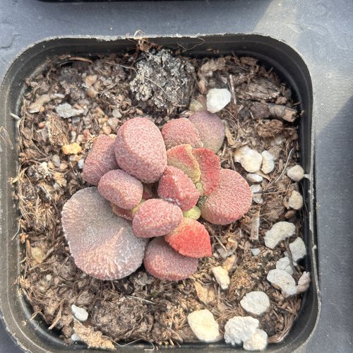 夏娃水泡新手好养新品多头大棵精品稀有多肉植物花卉一物一拍