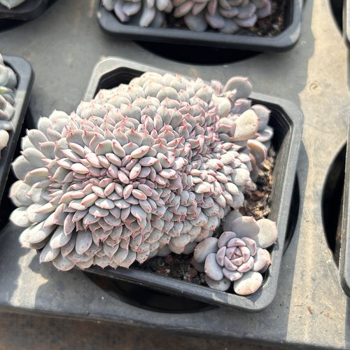 妞宝缀化紫色新手好养新品东云月影稀有多肉植物花卉一物一拍