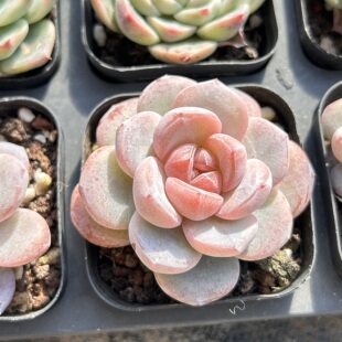 冰雪公主紫心暗纹冰玉杂新品大棵精品稀有多肉植物花卉一物一拍