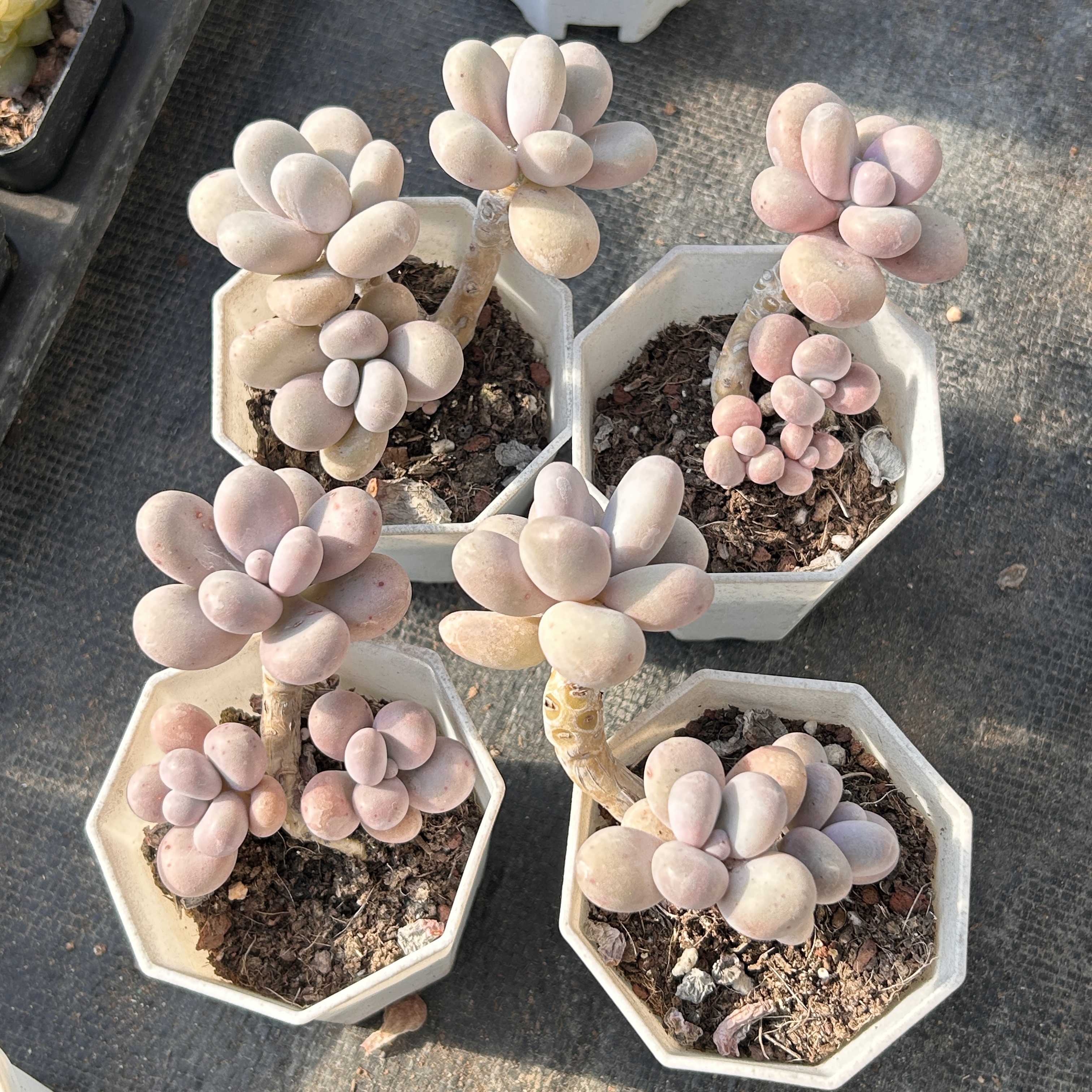 原始奶酪文斯通鸡蛋美人多头大棵精品稀有多肉植物花卉一物一拍