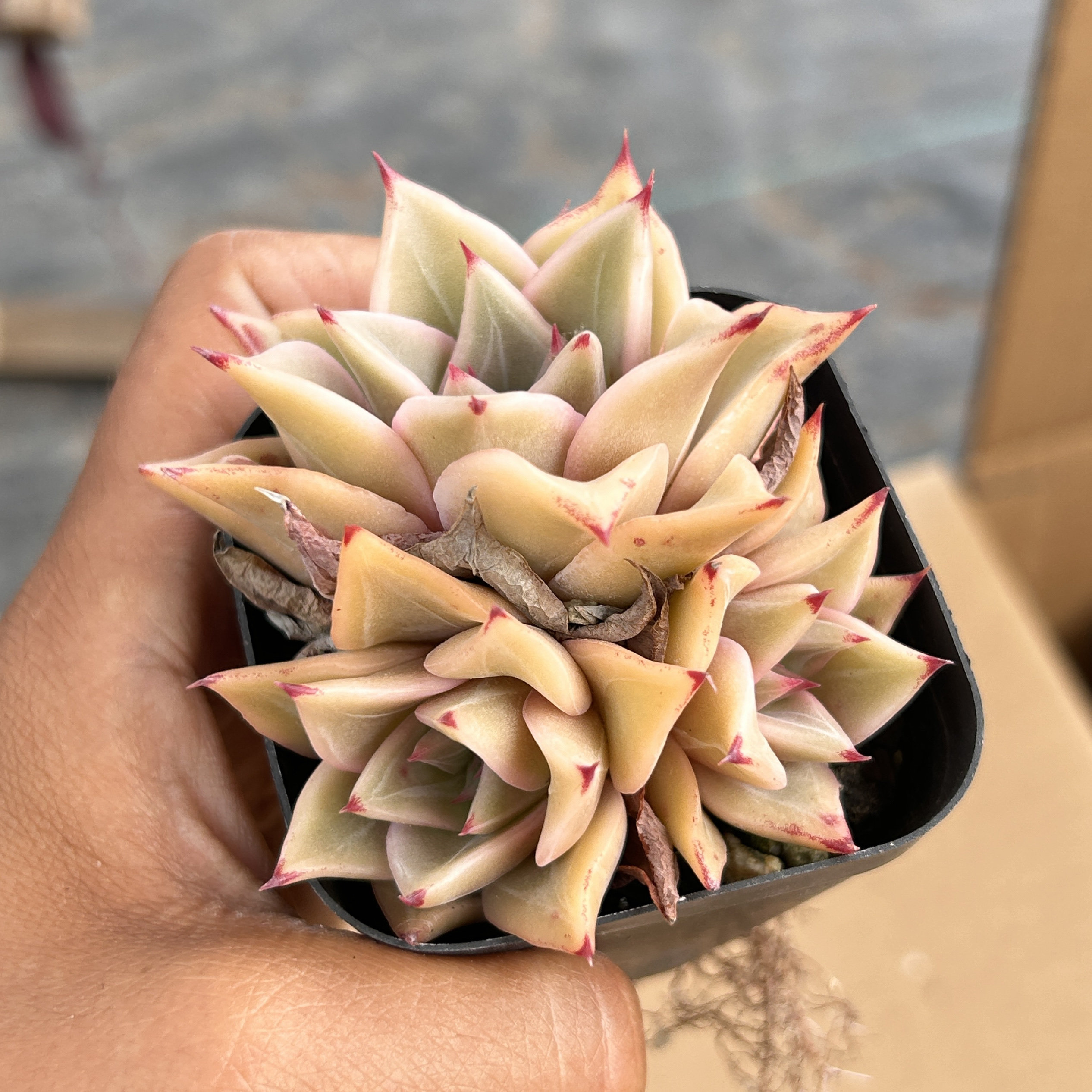 饺子皮群生新手好养新品多头大棵精品稀有多肉植物花卉一物一拍