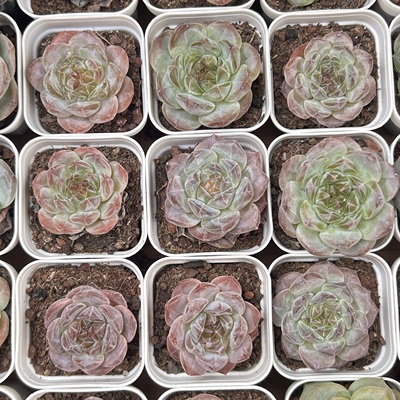 冰魄琥珀糖心暗纹系列新品多头大棵精品稀有多肉植物一物一拍