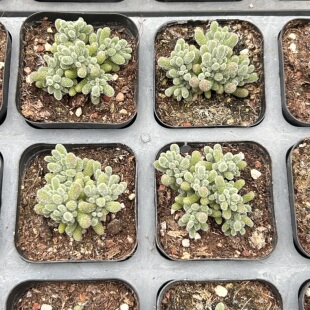 （番杏枝干）冰晶枝干精品稀有多肉植物一物一拍