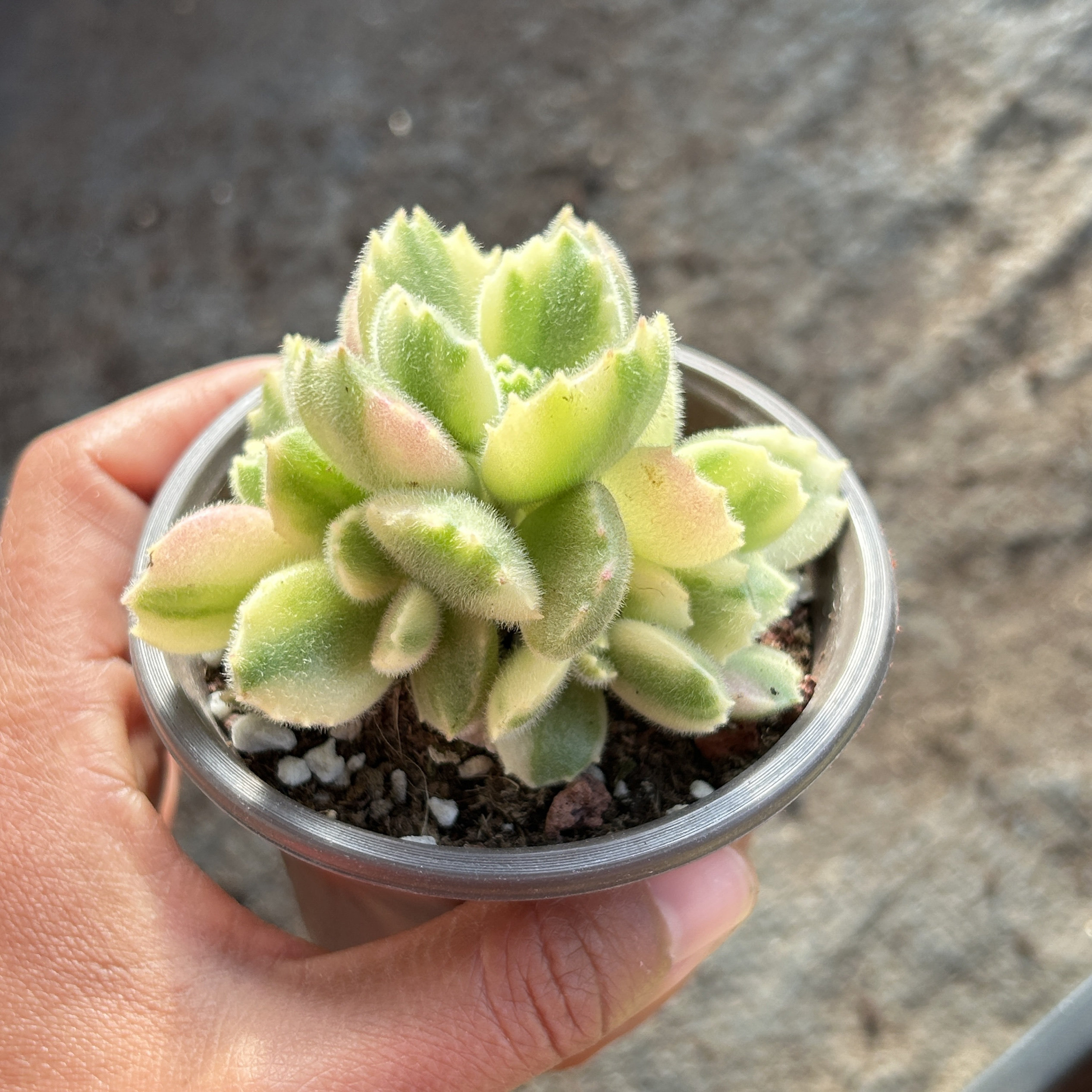 大小白熊彩虹熊群生新手新品大棵精品稀有多肉植物花卉一物一拍