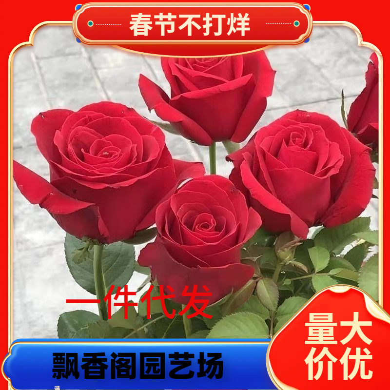 玫瑰花苗老桩四季开花大花月季浓香盆栽花卉观进口花卉