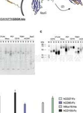 Invitrogen HA Tag Polyclonal Antibody HRP 试剂PA1-29751