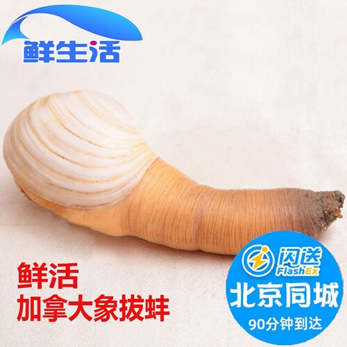 鲜活水蚌象拔蚌海鲜刺身