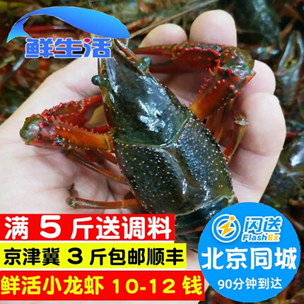 10-12钱 500g 北京闪送小龙虾鲜活盱眙清水虾潜江小龙虾新鲜水产