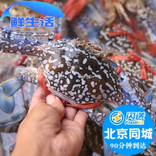 北京闪送 4-7两1只 活蟹兰花蟹海蟹满肉公梭子蟹飞蟹海鲜水产螃蟹