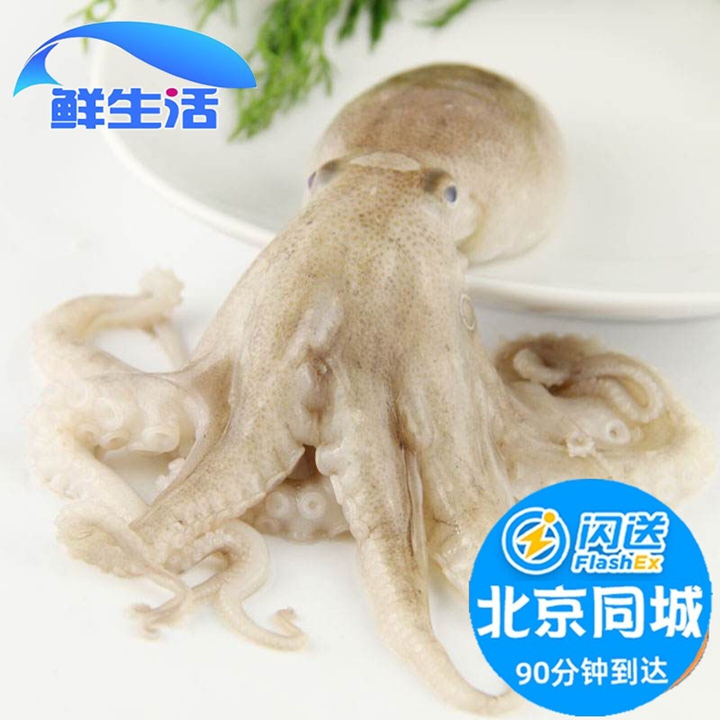 北京闪送 2-4只1斤 鲜活八爪鱼 新鲜小章鱼 乌贼 八带鱼望潮海鲜