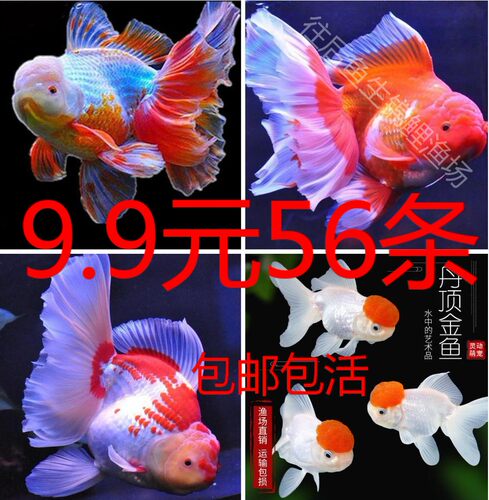 小型金鱼好养冷水观赏鱼苗热带鱼