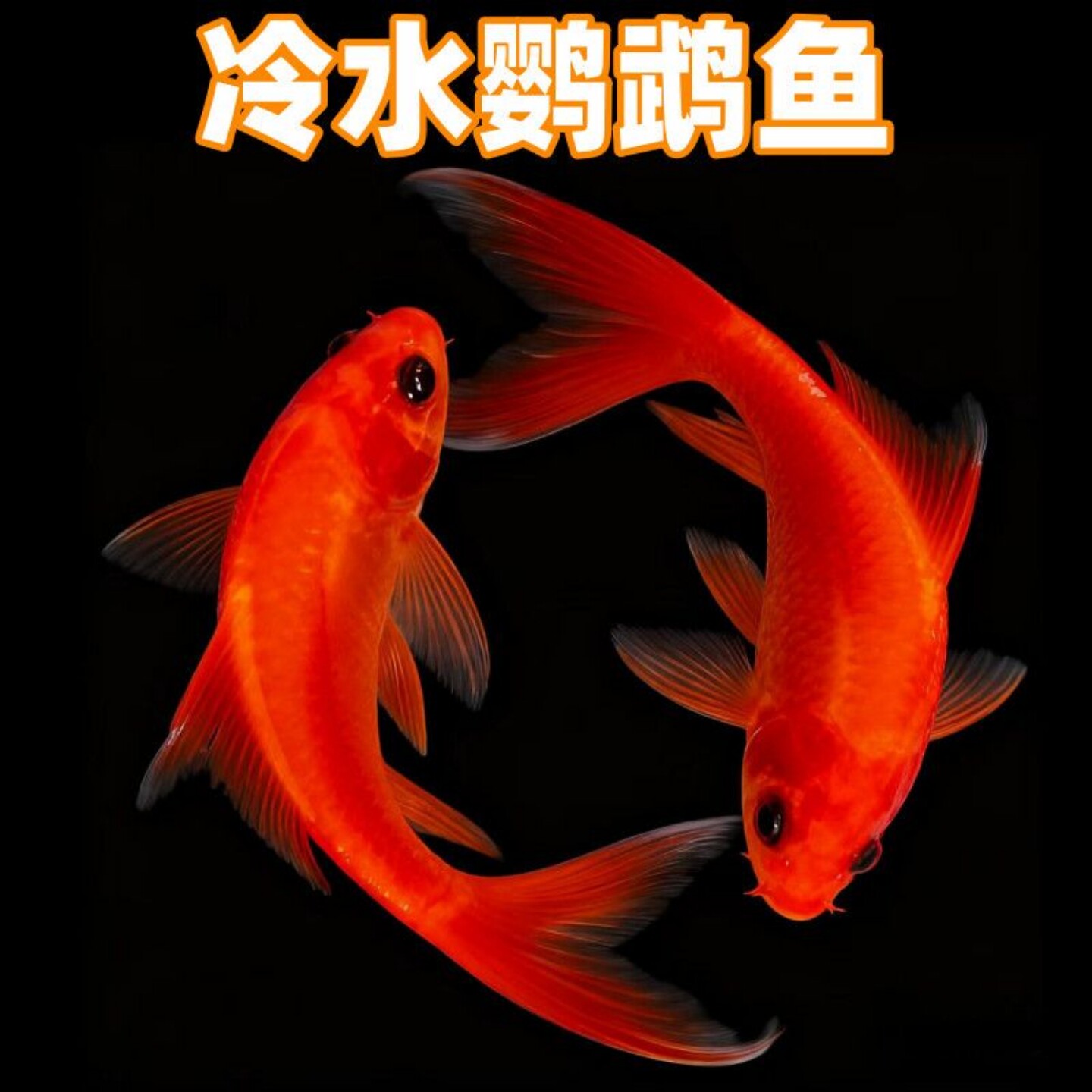 冷水血鹦鹉好养耐寒淡水观赏鱼
