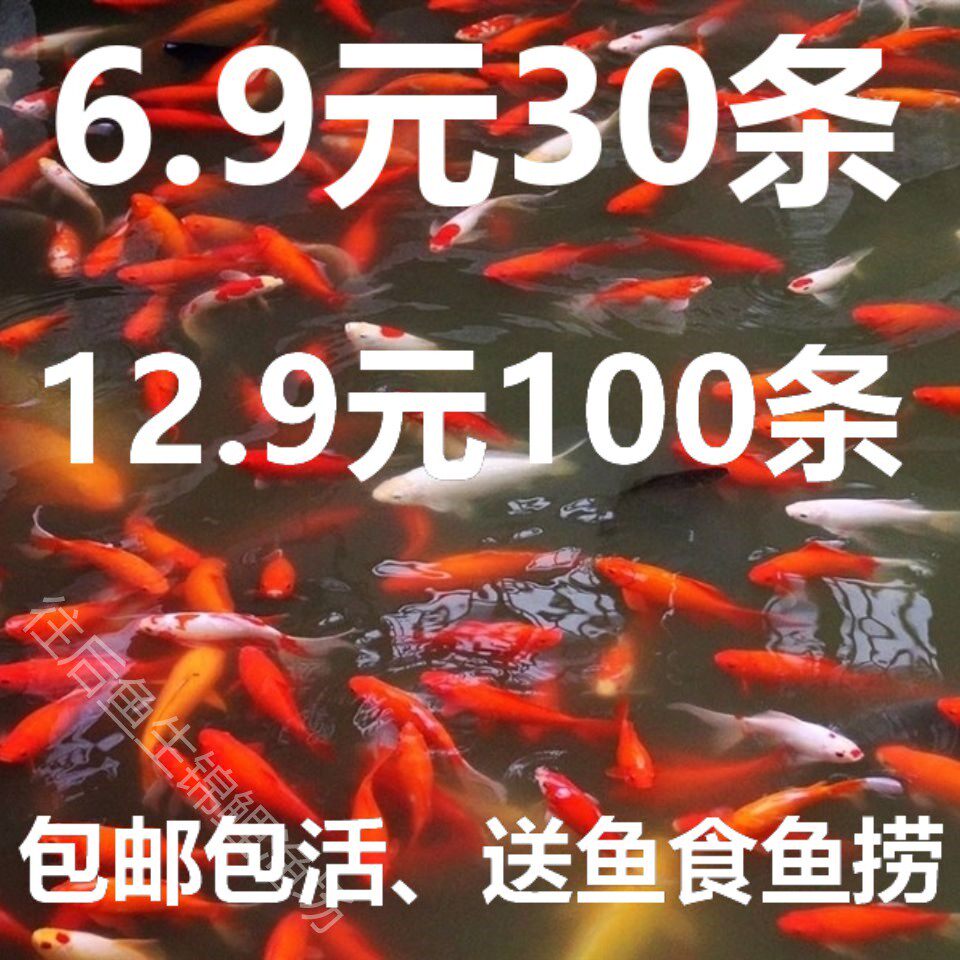花草小型观赏鱼活好养小锦鲤金鱼
