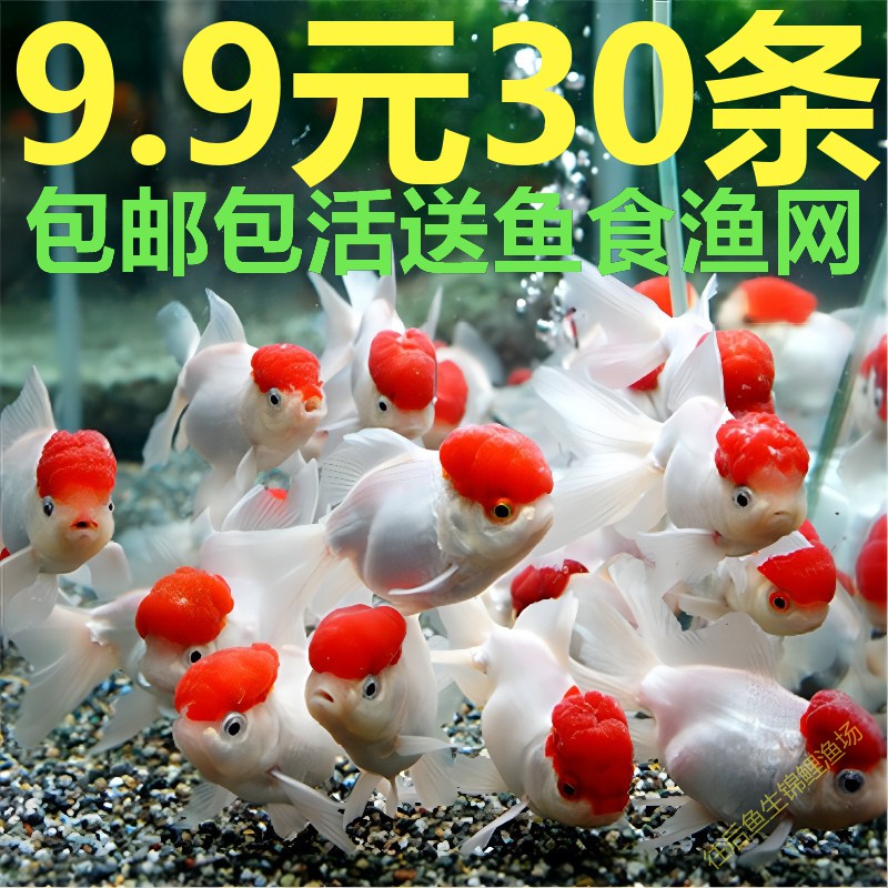 草金鱼活鱼小锦鲤鱼淡水观赏鱼苗