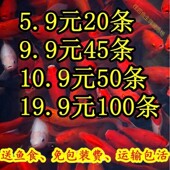 红草金鱼活鱼苗小型观赏鱼苗小鱼小锦鲤鱼活冷水鱼饲料鱼 包活 包邮