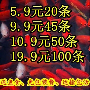 红草金鱼活鱼苗小型观赏鱼苗小鱼小锦鲤鱼活冷水鱼饲料鱼包邮包活