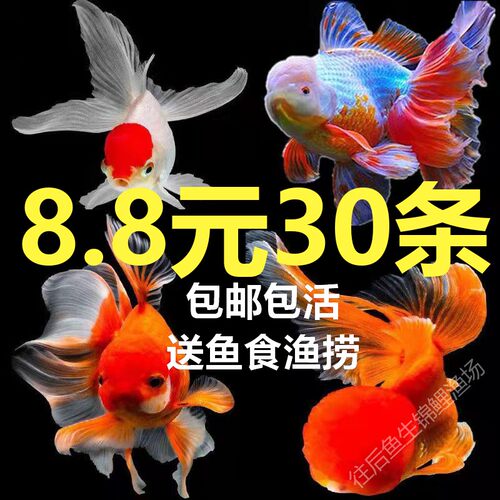 小金鱼活鱼小型冷水观赏鱼苗小锦鲤鱼淡水鱼泰狮包邮红头国狮龙睛