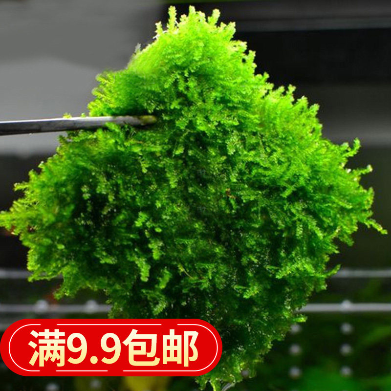 304不锈钢莫丝网片水草鱼缸绑水草定植种植固定网莫丝墙大号绑线