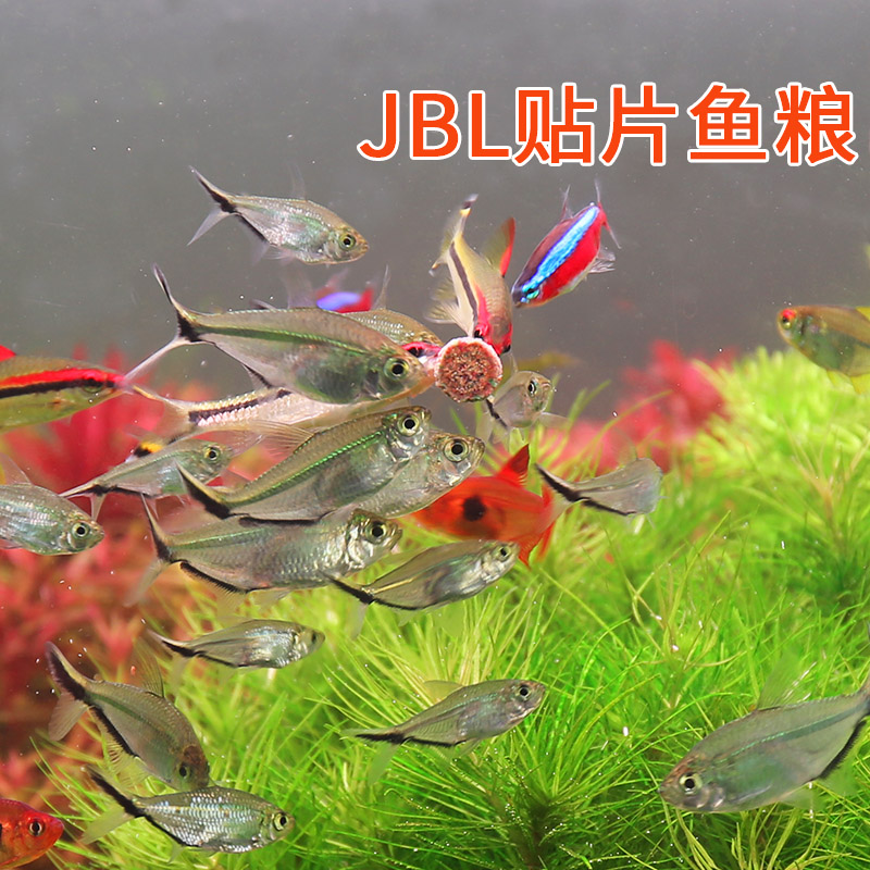 德国jbl贴片饲料鱼粮小型鱼热带鱼底栖三湖慈鲷螺旋藻粘贴鱼食