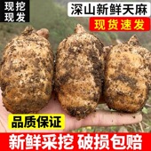 贵州高山种植新鲜乌天麻现挖现发损坏包赔