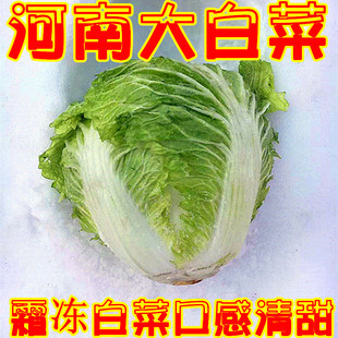 冬季河南霜冻大白菜新鲜蔬菜清甜大白菜黄心白菜火锅青菜免洗白菜