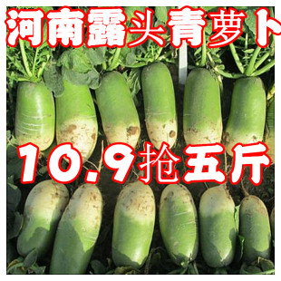 河南新鲜青萝卜青皮萝卜当季非水果萝果青萝卜绿萝卜水萝卜一整箱