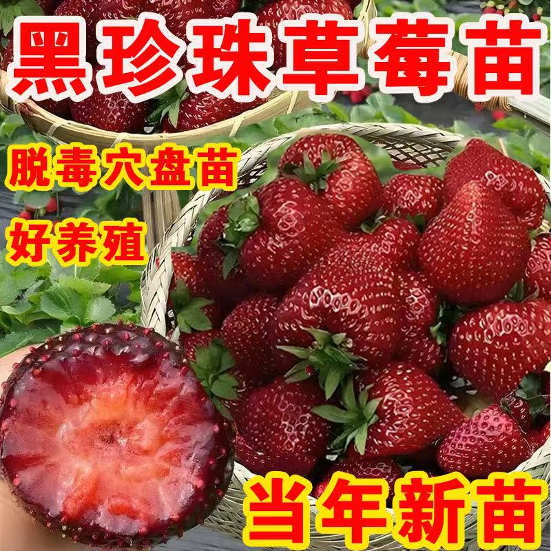 黑珍珠玄玉奶油草莓苗四季结果种植苗带土白食用苗种秧种苗随珠
