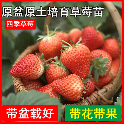 草莓苗四季盆栽奶油白雪天使
