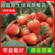 草莓苗四季 盆栽奶油白雪天使淡雪阳台种植结果带盆带土大苗红颜