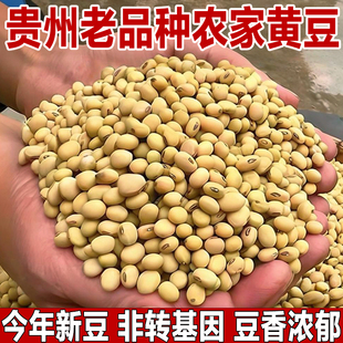 黄豆打豆浆专用豆子大豆农家自种非转基因老式 老品种黑脐笨小黄豆