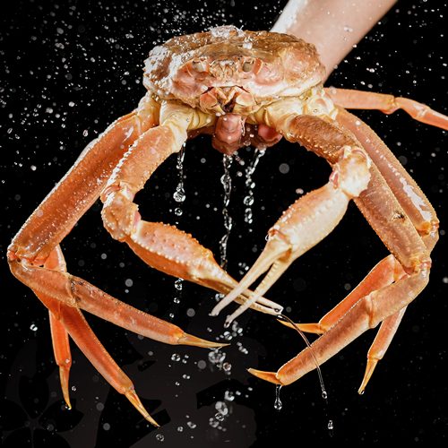 俄罗斯松叶蟹冰鲜雪蟹