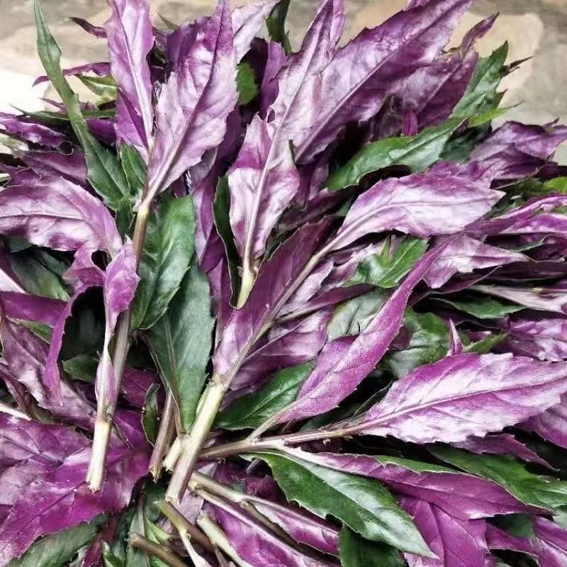 紫背菜贵州露天种植紫背天葵血皮菜蔬菜新鲜观音菜蔬菜现摘