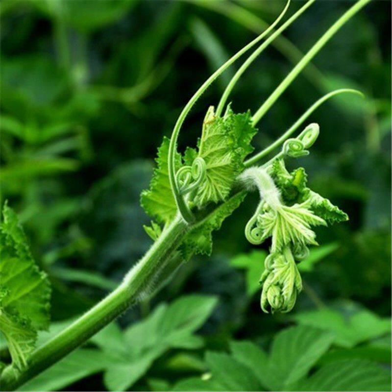 贵州新鲜南瓜尖每日现摘现发新鲜叶菜类