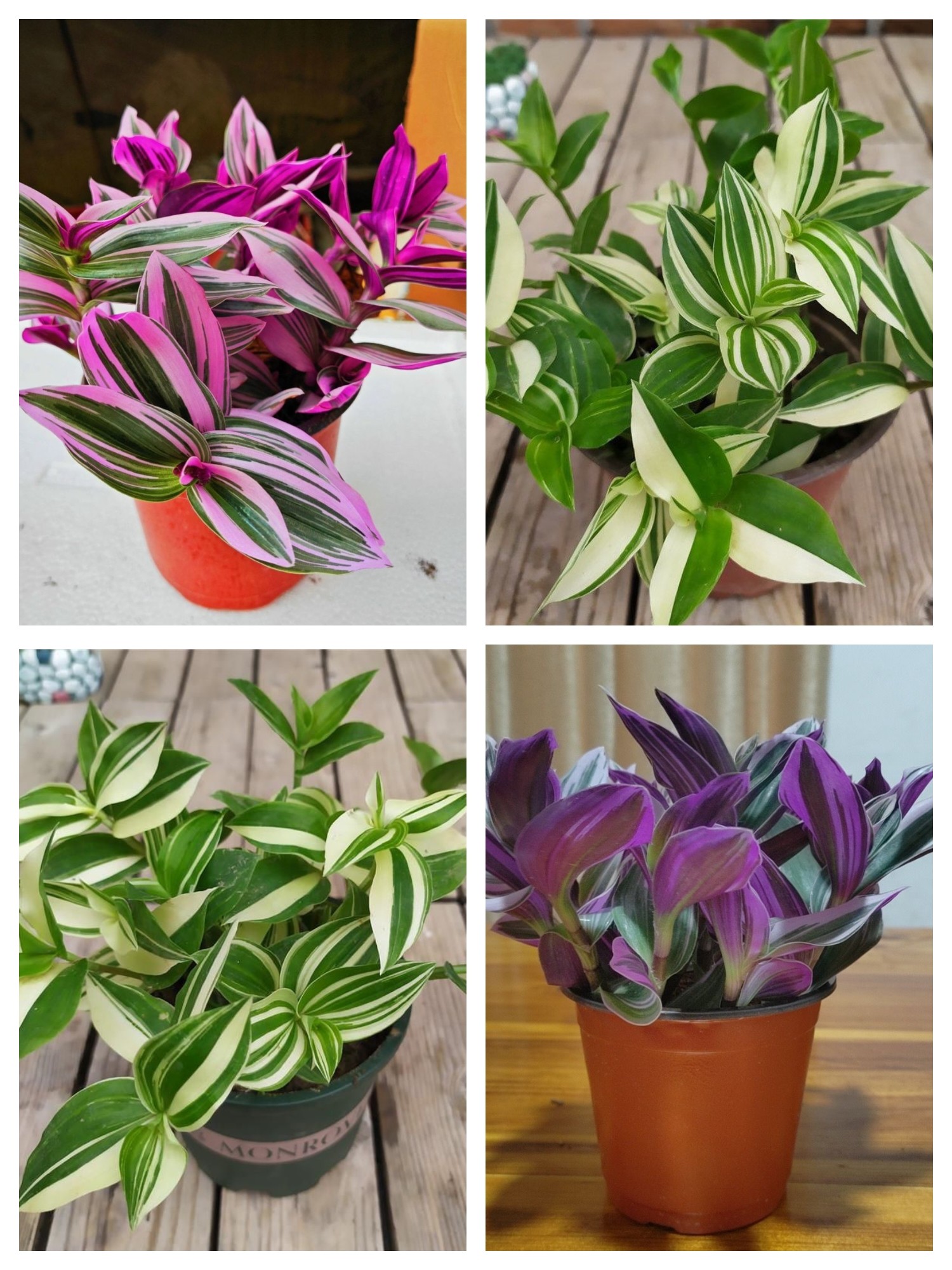 青白玉吊兰盆栽油画吊兰垂吊植物室内阳台绿植盆栽花卉耐旱好养图片