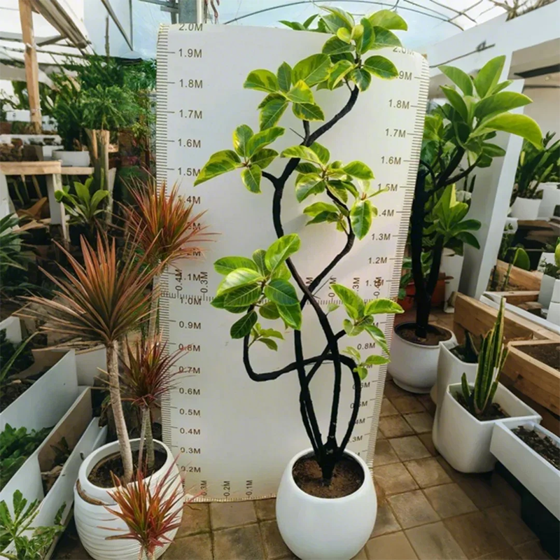 花叶黄金榕树橡皮树室内好养客厅落地绿植盆栽一物一拍