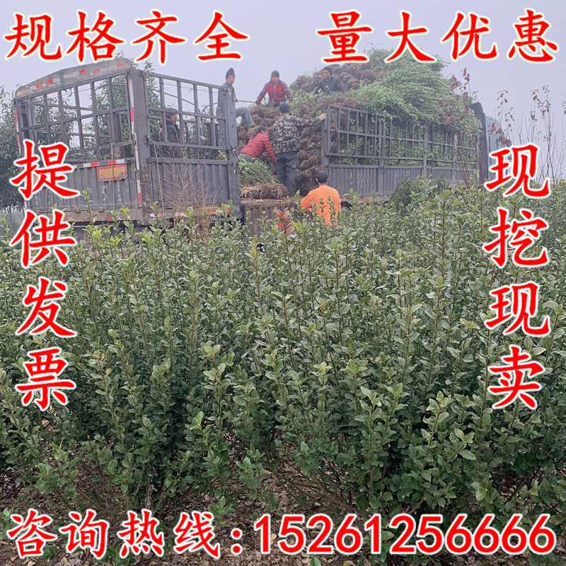 庭院工程绿化卫矛小苗 卫矛球 绿篱 毛球 大叶黄杨球 四季常青