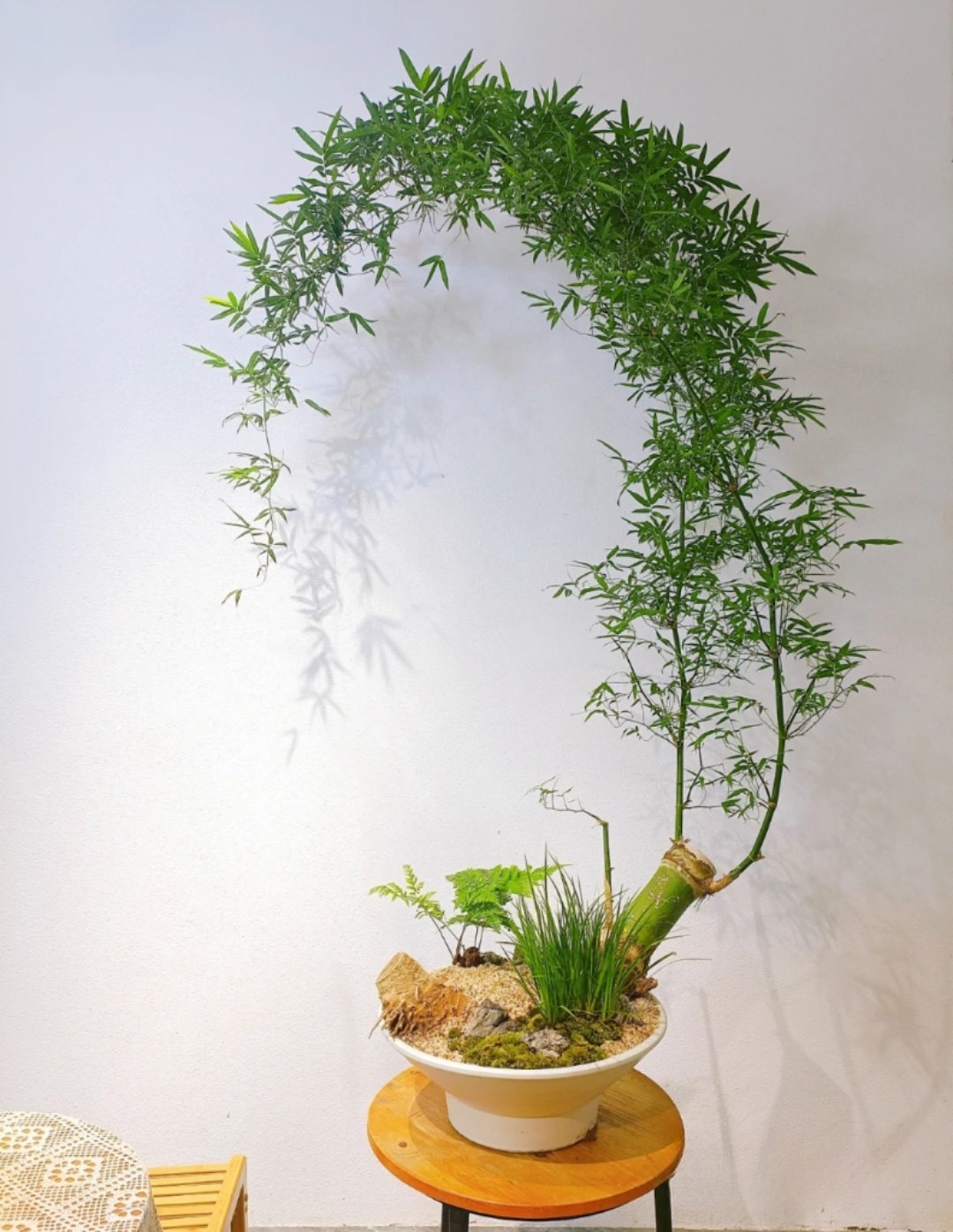 正中小叶簕竹根苗勒竹桩桌面盆栽绿植文竹子盆栽室内茶几盆景老桩