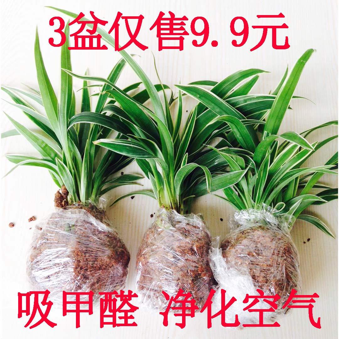 金边吊兰金心绿植盆栽花卉四季种植常青室内办公进化空气吸甲醛