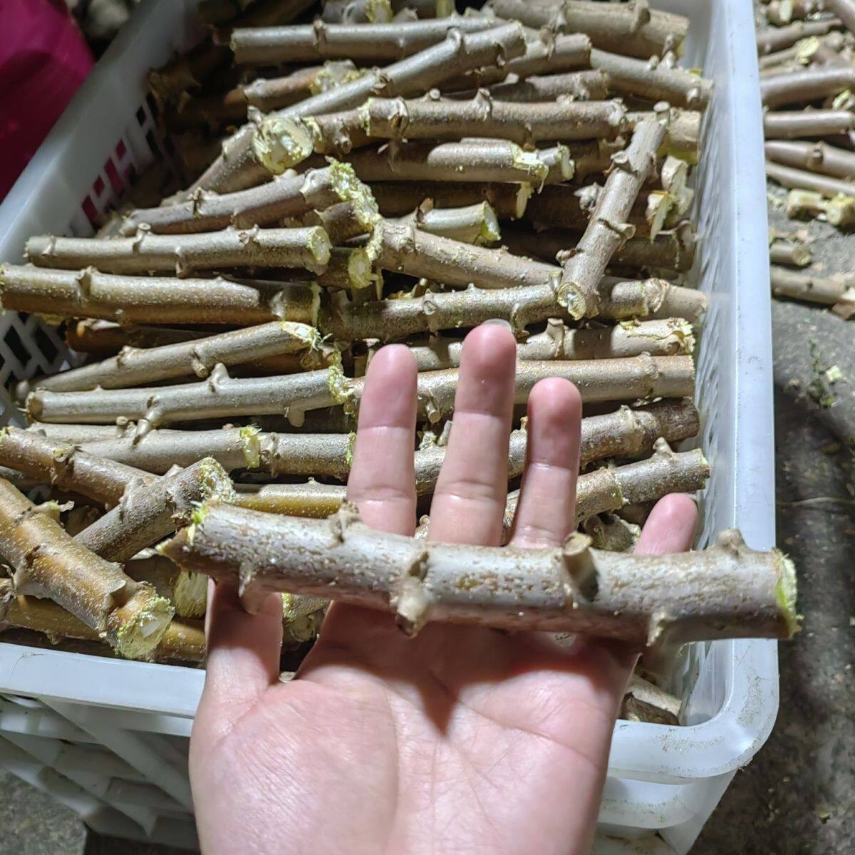 广西黄肉面包木薯杆食用无毒红皮白肉木薯茎树高产抗旱