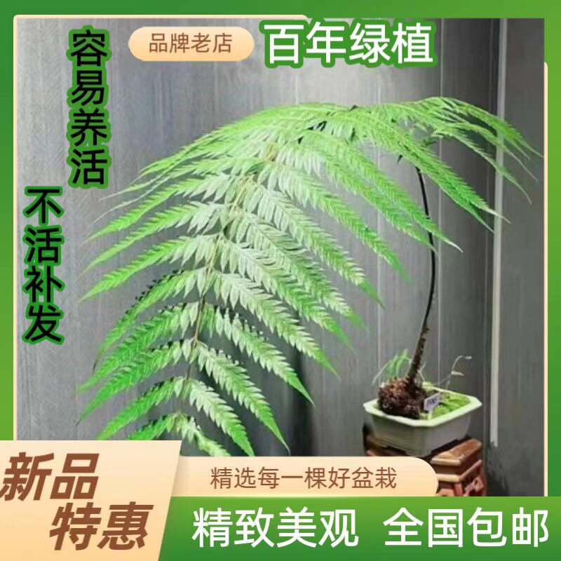 懒人绿植禅意蕨四季常青蕨类植物盆栽绿植好养活造景苔鲜球网红