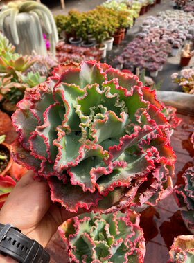 鑫草卉阳台庭院红色老桩多肉