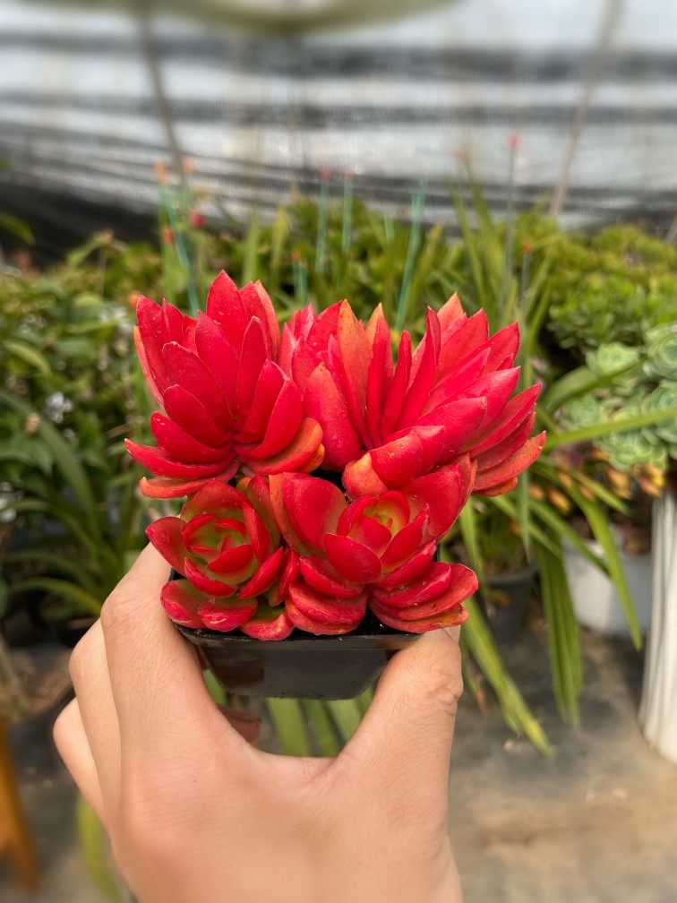 火炬 红色群生多肉植物新手好养肉肉稀有品种【拍二发三】