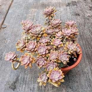 阿伦培整群 花园阳台多肉植物盆栽绿植花卉好养活